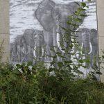Heiko Klohn | Elefanten